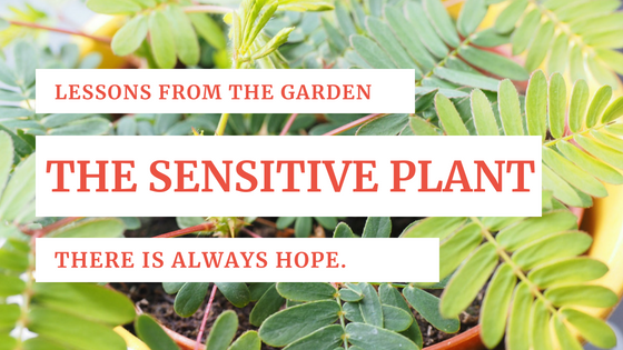 Lessons from the Garden_ The Sensitive Plant